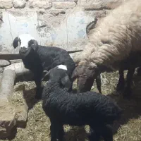 یکعددمیش دوقلو زا بادوبره نروماه شال هترو|حیوانات مزرعه|باخزر, |دیوار