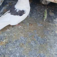 کفتر پرشی|پرنده|کوهدشت, |دیوار