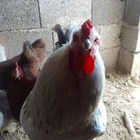 خروس برهما