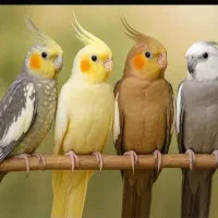 عروس هلندی