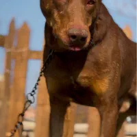 دوبرمن سگ نگهبان گارد روتوایلر|سگ|تهران, توحید|دیوار