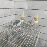 پرنده عروس هلندی