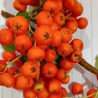 درمان یبوست وهمورویید|خوردنی و آشامیدنی|ایلام, |دیوار