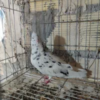دو جفت کوهی دم سفید