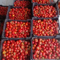 گوجه خشک محلی