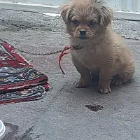 سگ پاکوتاه وبازیگوش نژاد شیتزو