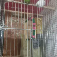 دوعددمرغ عشق بادوتاجوجه۱۶۰۰|پرنده|سنندج, |دیوار