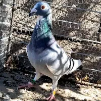 کفترابلغ|پرنده|قائن, |دیوار