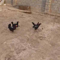 مرغ وجوجه|حیوانات مزرعه|آران و بیدگل, |دیوار