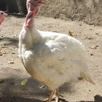 بوقلمون بیوتی