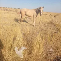 اسب|اسب و تجهیزات اسب‌سواری|سراب, |دیوار