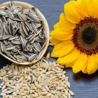 استخدام ویزیتور