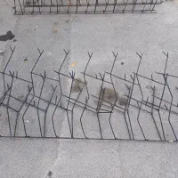 حفاظ های بوته ای و شاخ گوزنی co2