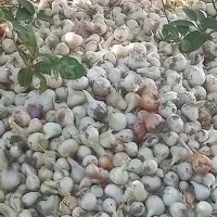 پیاز محلی تشان
