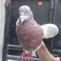 کبوتر