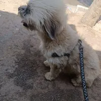 سگ نژاد شیتزو تدی