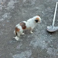 سگ خونگی بسیار فهمیده و باهوش