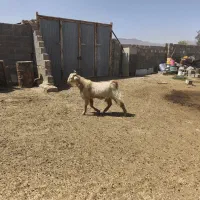 پازن|حیوانات مزرعه|شیراز, بازار|دیوار