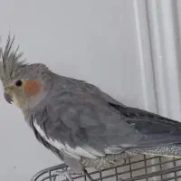 عروس هلندی جفت|پرنده|گلستان (تهران), |دیوار