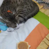 گربه پسر، مهربون و بازیگوش|گربه|رشت, منظریه|دیوار