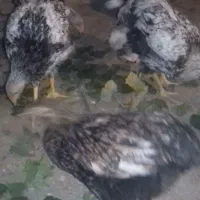 ویاندوت 9ماهه|حیوانات مزرعه|یامچی, |دیوار