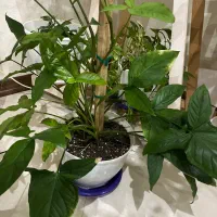 گل و گلدان|گل و گیاه طبیعی|تهران, هوانیروز|دیوار