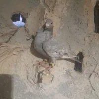 کبوتر کرمانی وآلمانی
