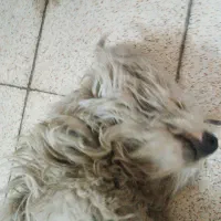 پیدا شده است