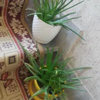 گل آپارتمانی