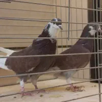 ۲۵ جفت کبوتر نامبروان کاشان|پرنده|کاشان, راوند|دیوار