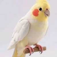 عروس هلندی
