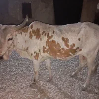 یک عدد گاو ماده فروشی در روستای ابتر بفروش می رسد