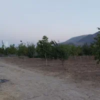 فروش باغ ثمری حسن آباد سنجرلو|فروش زمین و ملک کلنگی|سیدان, |دیوار