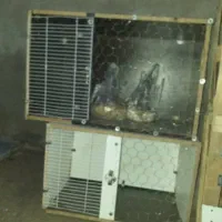 قفس کبوتر|لوازم جانبی حیوانات|آبدانان, |دیوار