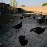 بوقلمون بالغ