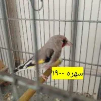 فروش قناری|پرنده|یزد, |دیوار