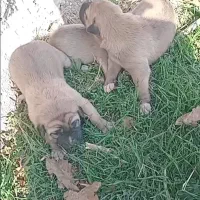 سگ سرابی شجره دارا درجه یک|سگ|کهریزک, |دیوار