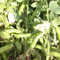 گندم‌وباقله‌بذری