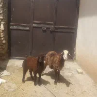 شیش عدد جوان زایید ابستن دوقلو