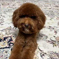 سگ پودل نرجفت گیری