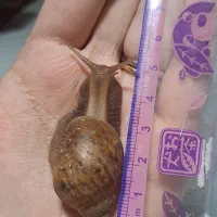 حلزون و خاویار حلزون|حیوانات مزرعه|لاهیجان, گلستان|دیوار