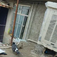 کفتر پرشی|پرنده|شیروان (خراسان), |دیوار