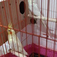 جفت عروس پاریس مولد