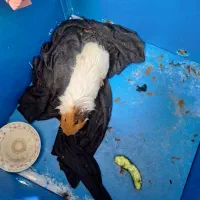 خوکچه زرنگ و با هوش