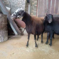 گوسفند ومیش