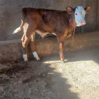 جمع اوری و ارسال گاو و گوساله|حیوانات مزرعه|تویسرکان, |دیوار