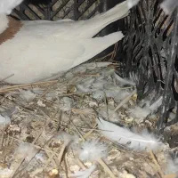 سه عدد طوق زرد ماده، طوق سرخ نر، طوق آبی نر