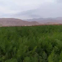 سبزی خورشتی به اجاره میرود