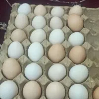 تعدادی تخم مرغ محلی تازه