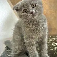 گربه اسکاتیش فول